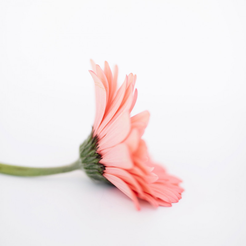 Exfoliating Cleanser with Flowers